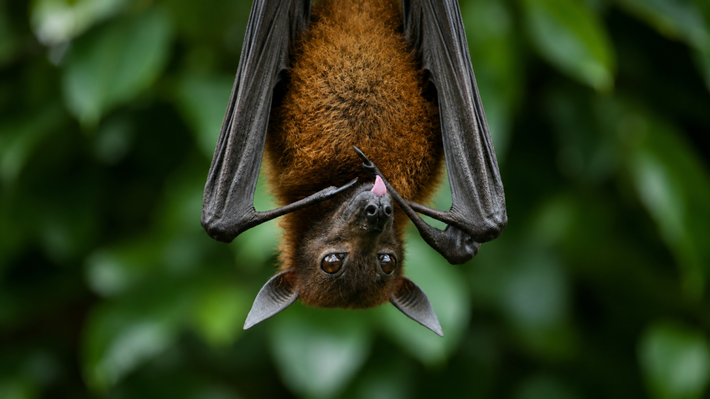 Animal Consciousness and the Convergence of Evidence animal consciousness blank