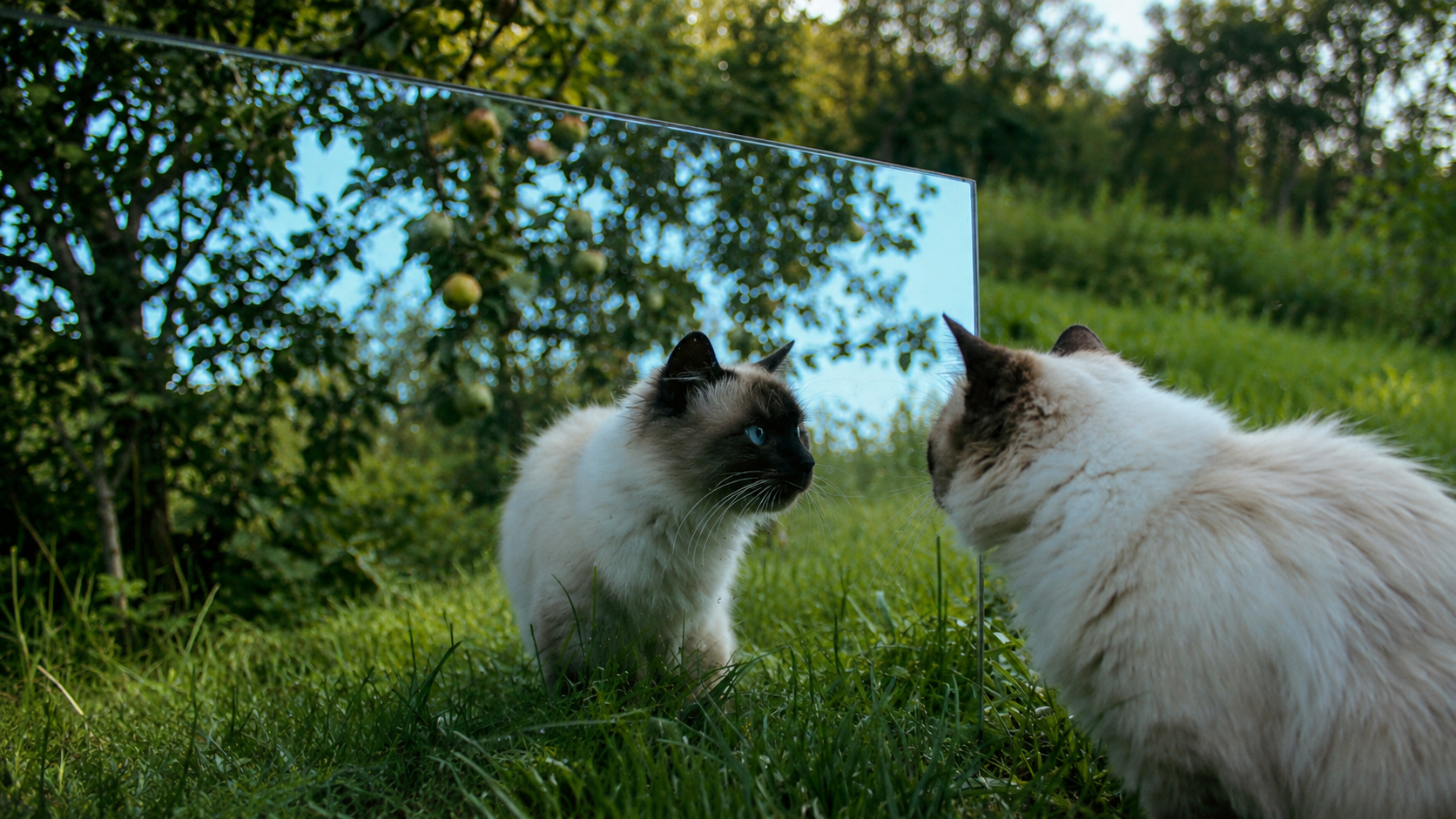 Animal Consciousness and the Convergence of Evidence Animal Consciousness and the Convergence of Evidence