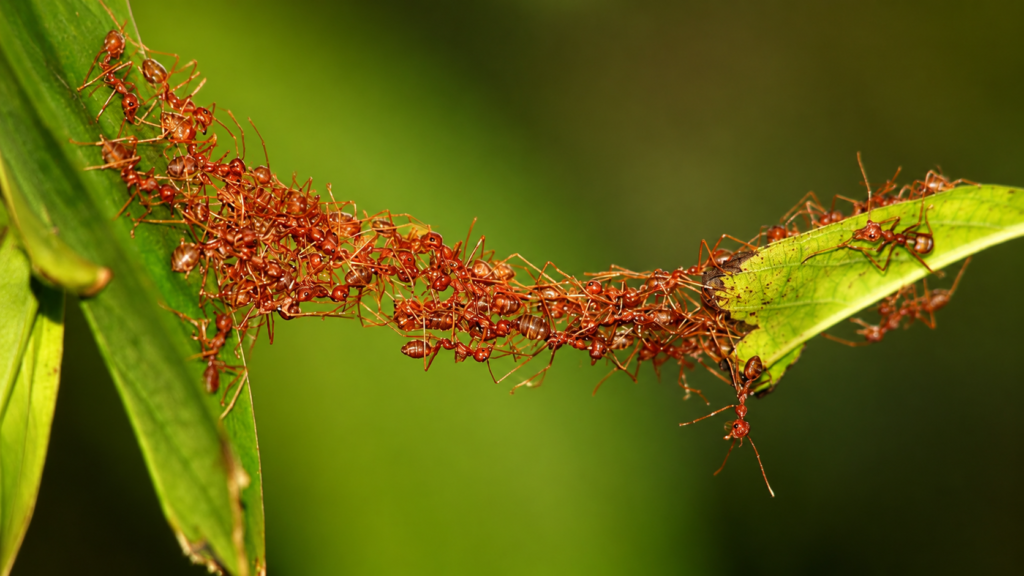 The Landscape of Intelligence ant bridge across vibrant green leaves