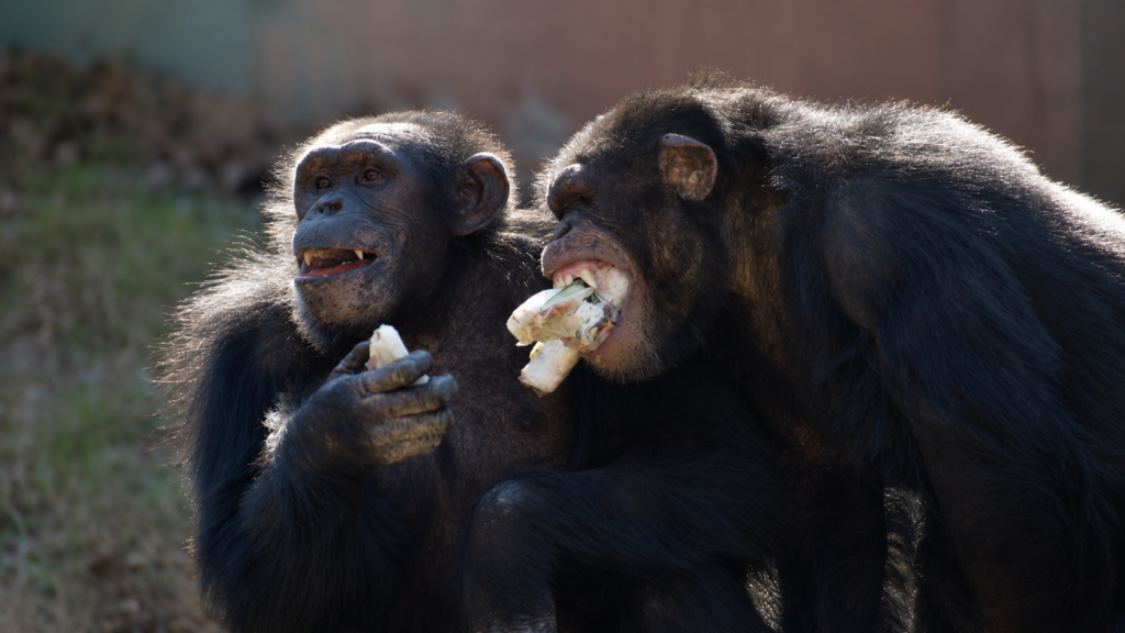 Animal Consciousness and the Convergence of Evidence Chimps