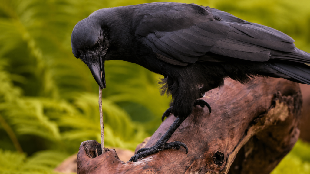 Animal Consciousness and the Convergence of Evidence Ravens