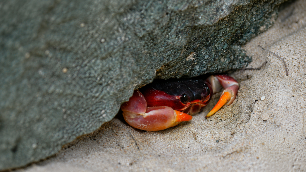 Animal Consciousness and the Convergence of Evidence Crabs