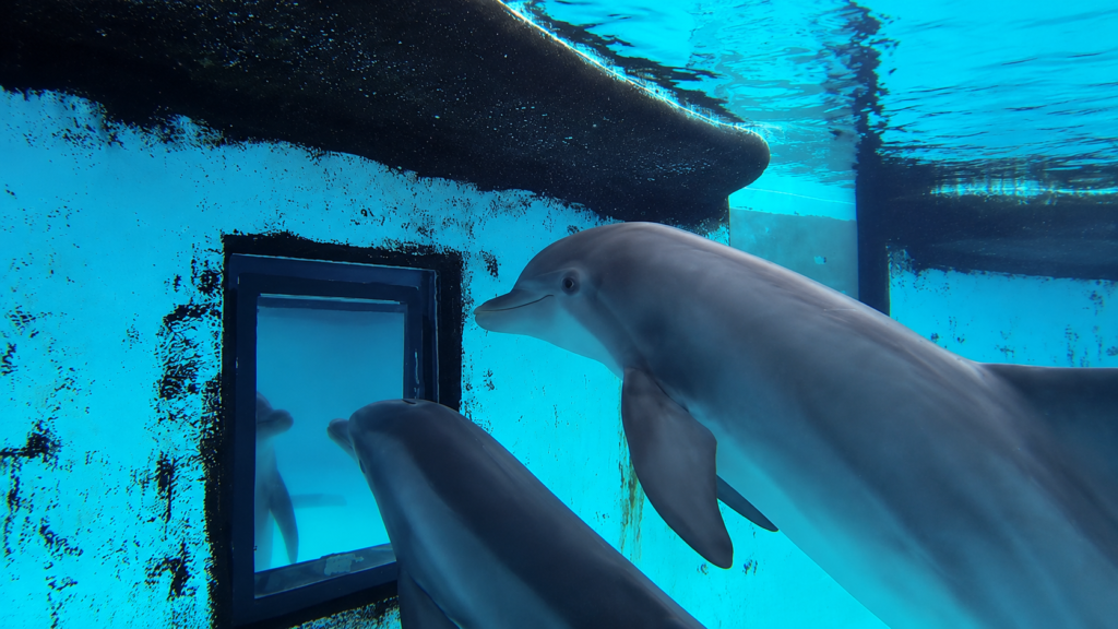 Animal Consciousness and the Convergence of Evidence Dolphins