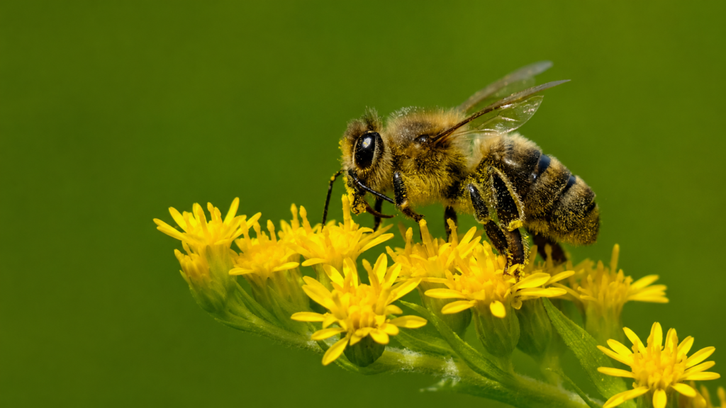 Animal Consciousness and the Convergence of Evidence Bee