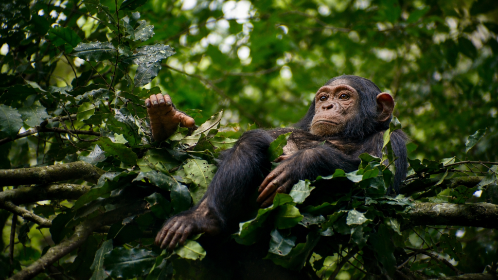 Chimp jus chillin