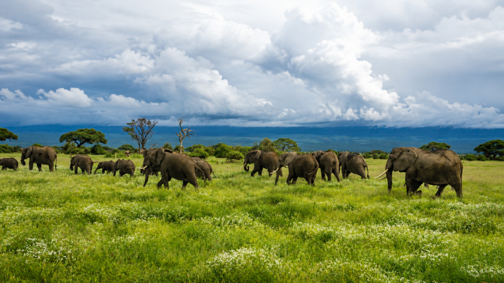 The Landscape of Intelligence heard of elephants