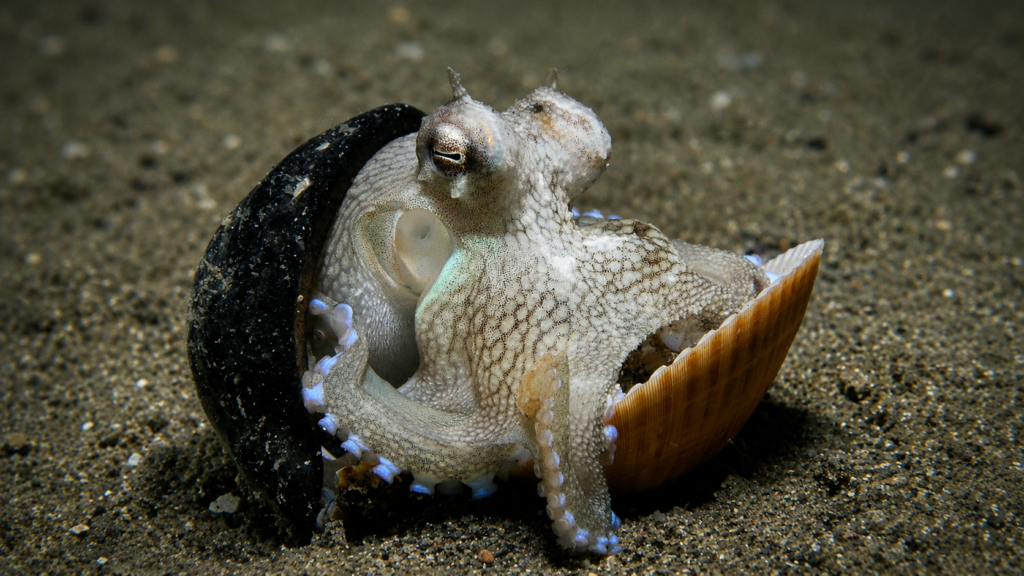 The Landscape of Intelligence octopus using protective shield for cover