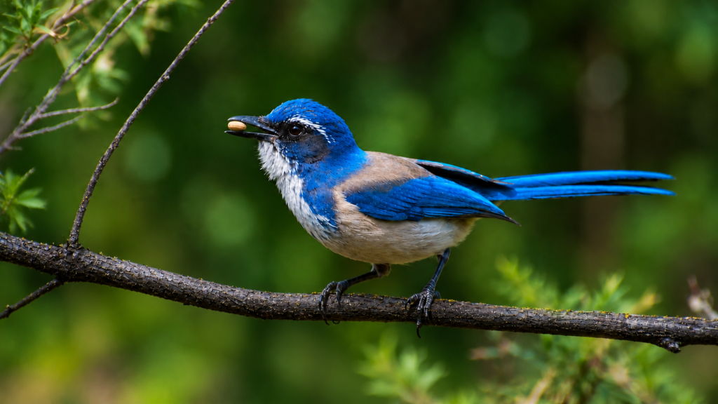 The Landscape of Intelligence scrub jay just chillin